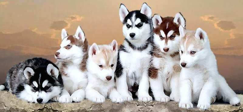 Siberian Husky Puppy Form Mumbai
