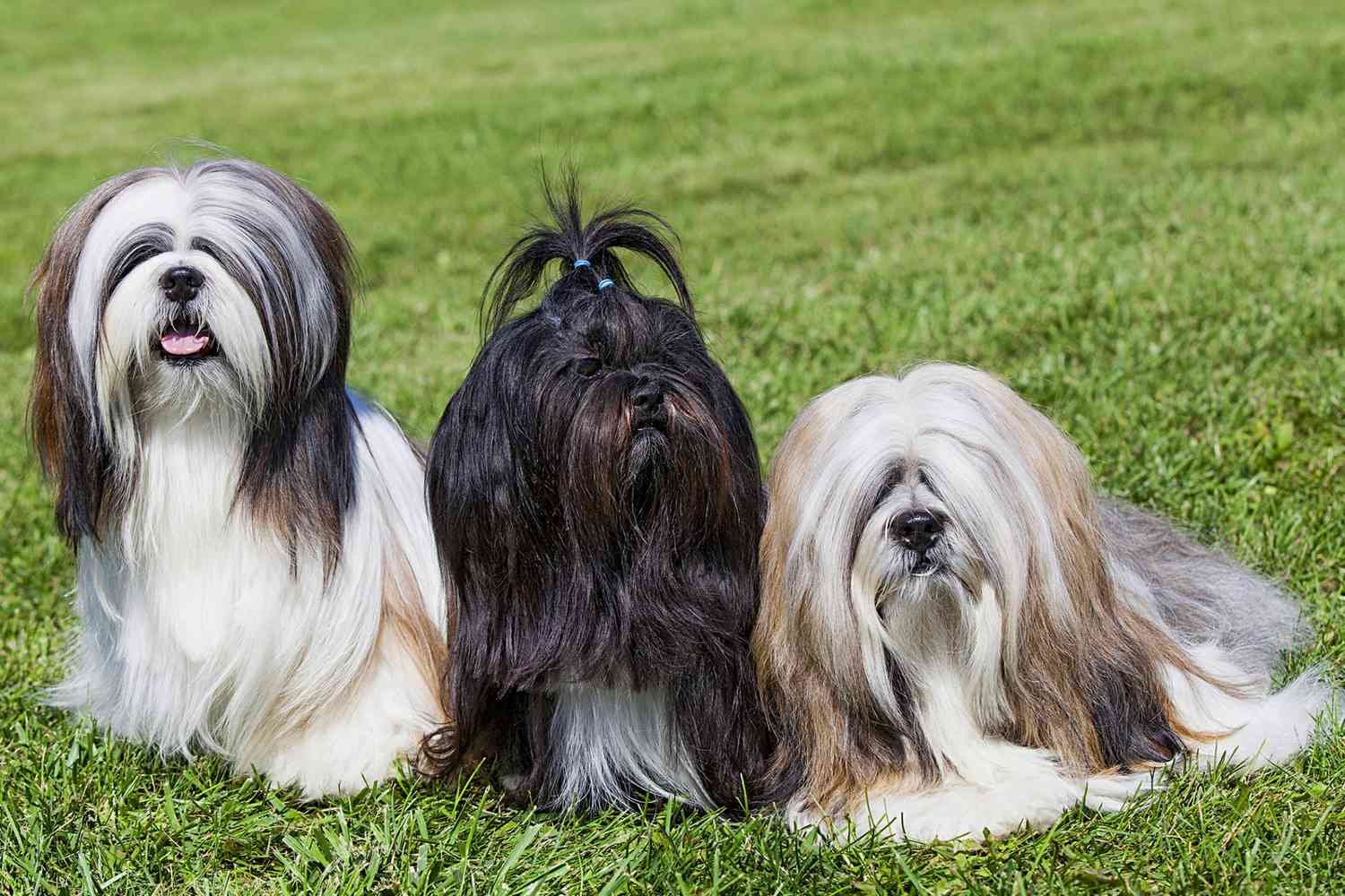 Lhasa Apso puppy from Mumbai