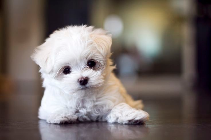 Maltese Puppy From Mumbai