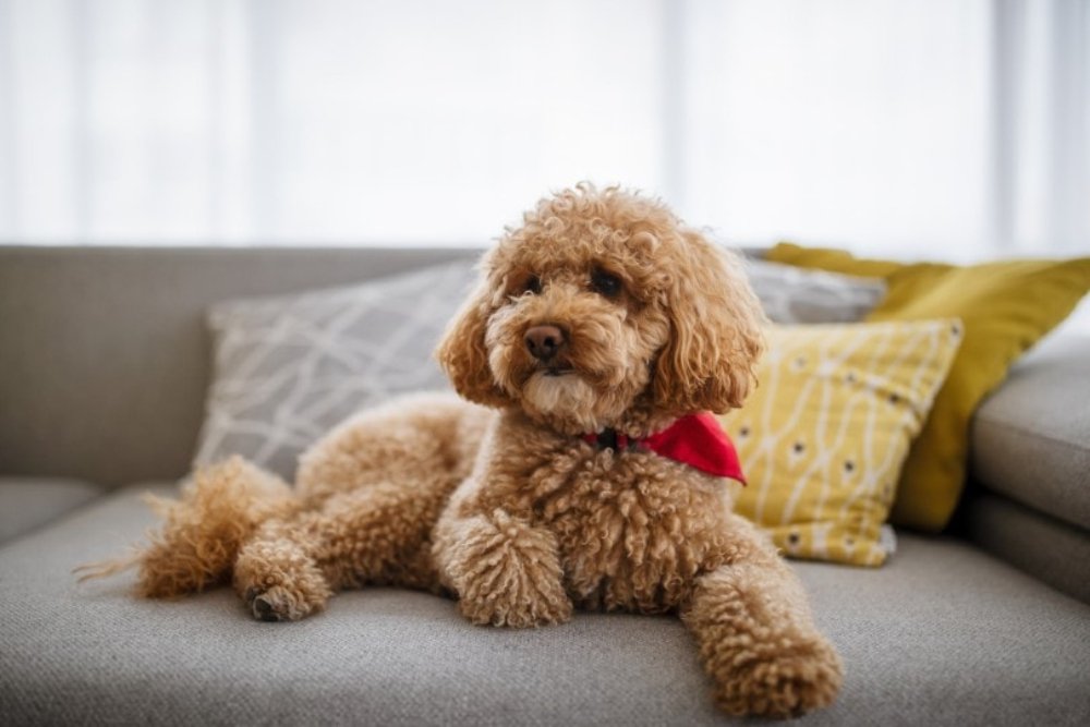 Poodle Puppy From Mumbai