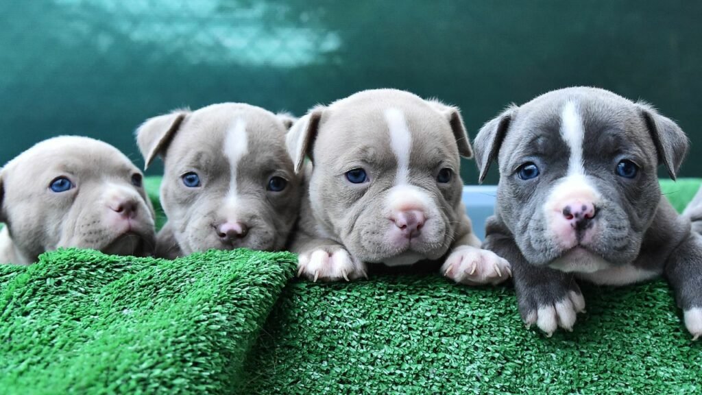 Pitbull Puppy From Mumbai