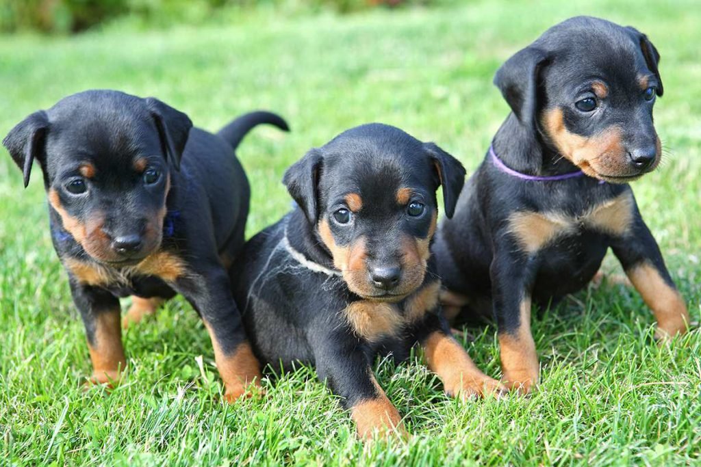 Doberman Puppy from Bangalore