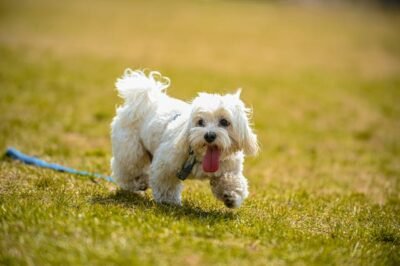 Lhasa Apso Puppy From Bangalore