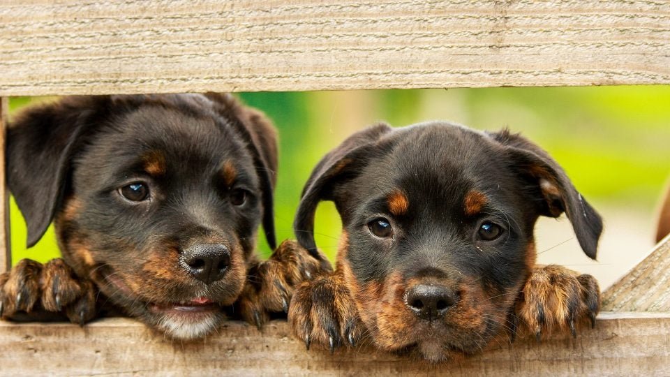 Rottweiler Puppy From Bangalore