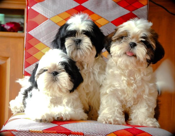 Shih Tzu Puppy From Bangalore