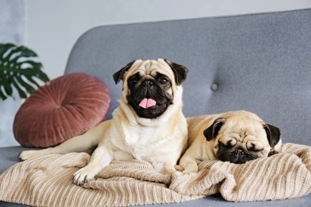 Pug Puppy From Bangalore