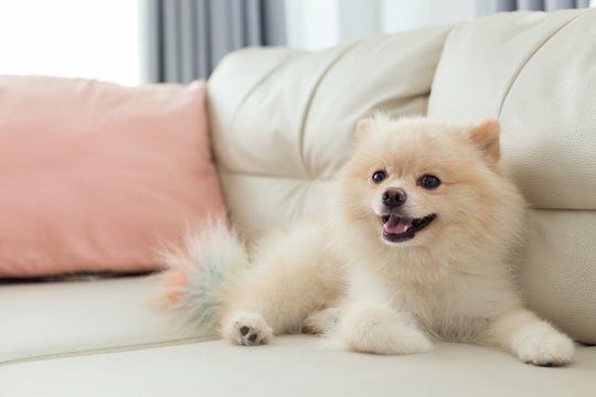 Pomeranian Puppy From Bangalore