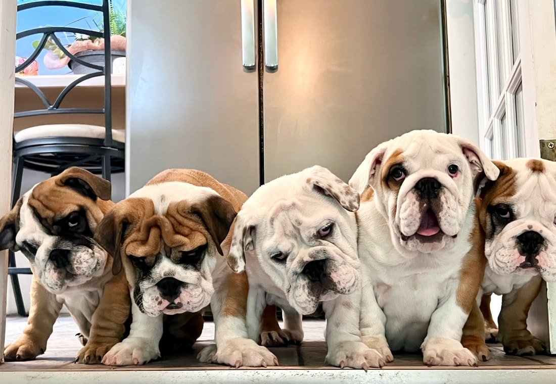 English bulldog Puppy from Bangalore