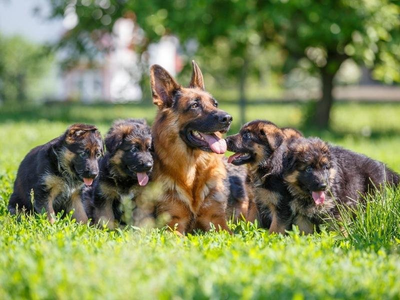 German Shepherd Puppy From Chennai