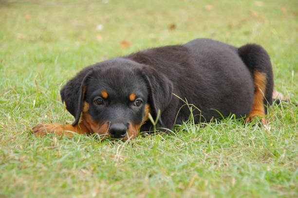 Rottweiler Puppy From Chennai