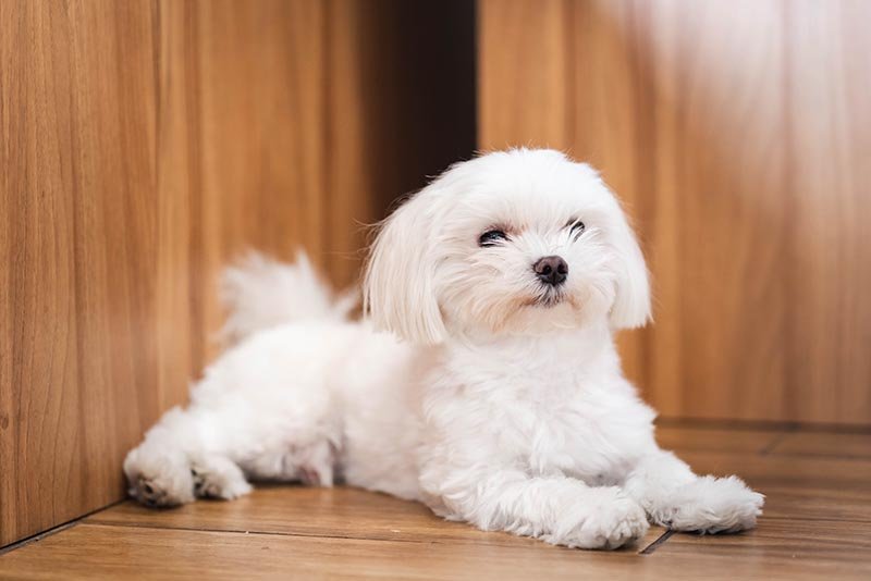 Maltese Puppy From Chennai