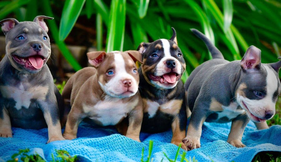 Pitbull Puppy Form Chennai