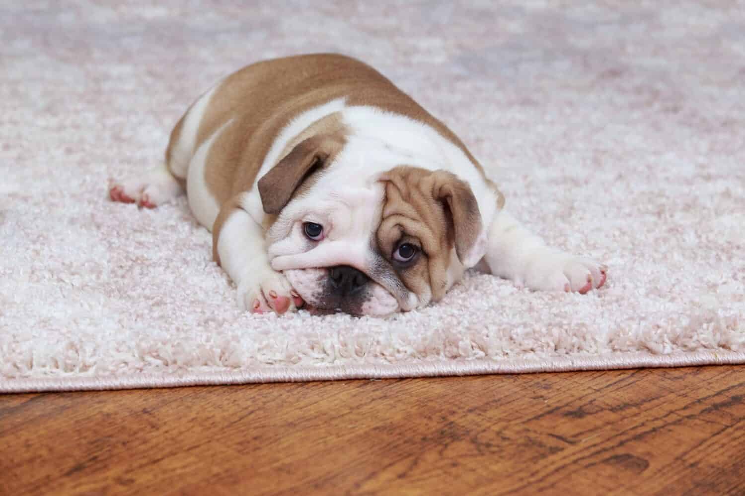 English Bulldog  Puppy From Chennai