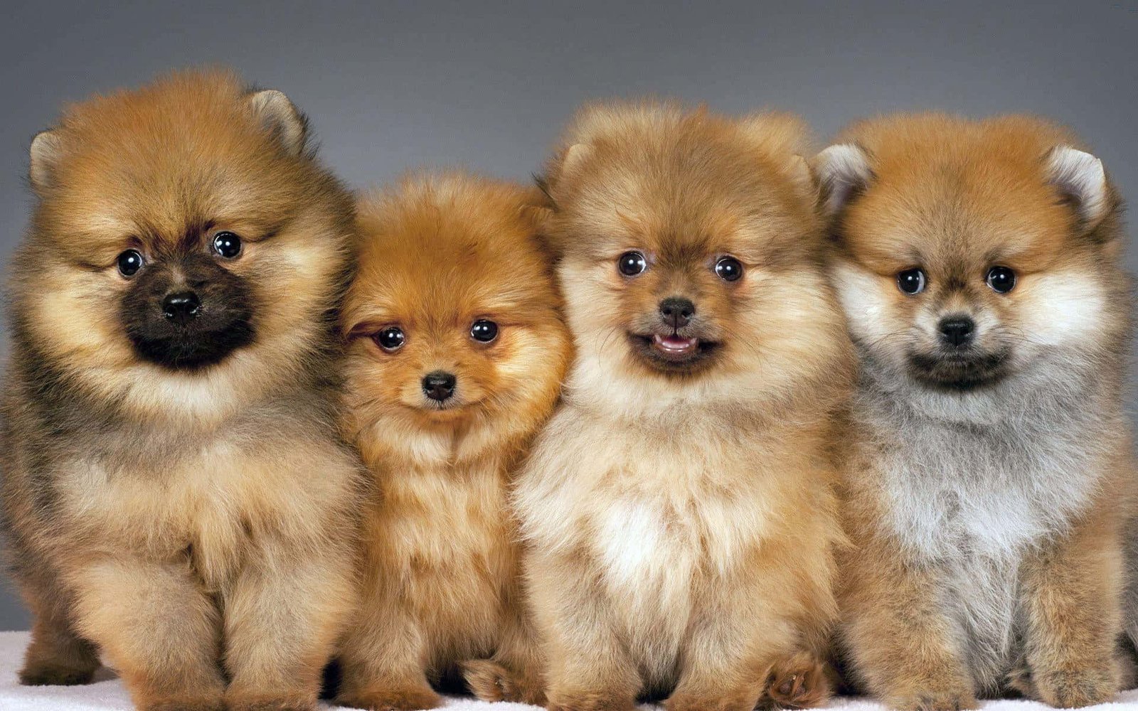 Toy Pomeranian Puppy from Chennai
