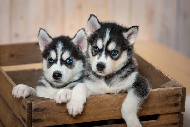 Siberian Husky Puppy From Kolkata