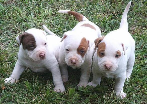 Pitbull Puppy From Kolkata