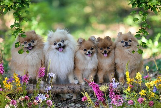 Pomeranian Puppy From Kolkata