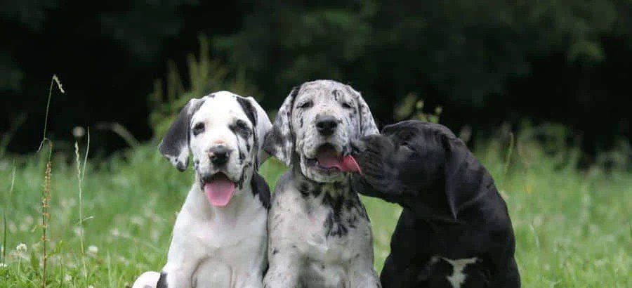 Great Dane  Puppy Form Kolkata