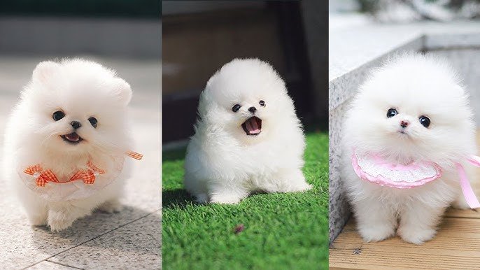 Toy Pomeranian Puppy from Kolkata