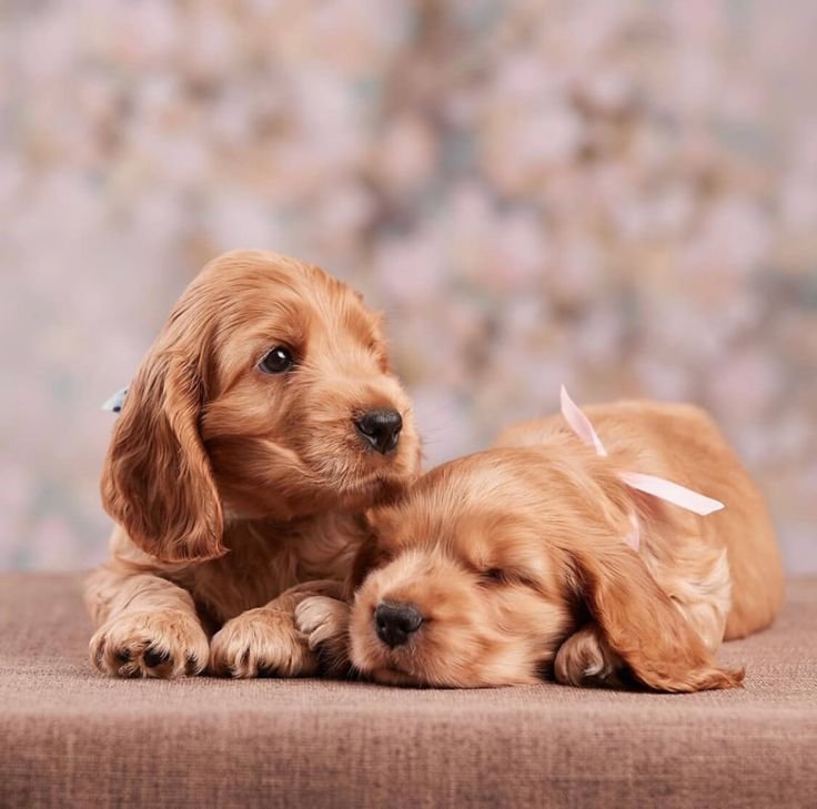 Cocker Spaniel  Puppy From Ahmedabad