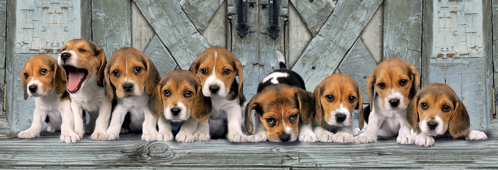 Beagle Puppy From Ahmedabad