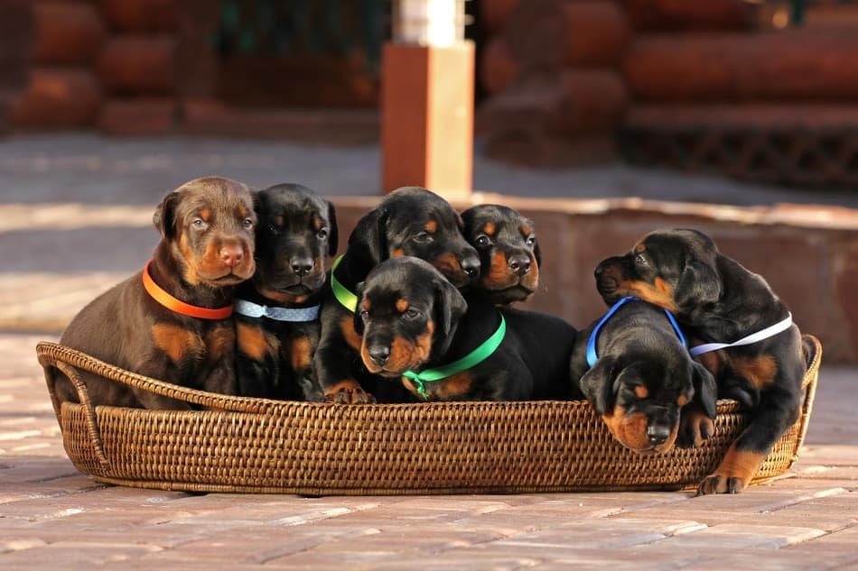Doberman puppy From Ahmedabad