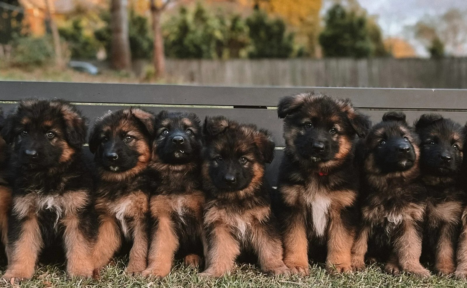 German shepherd  Puppy From Ahmedabad