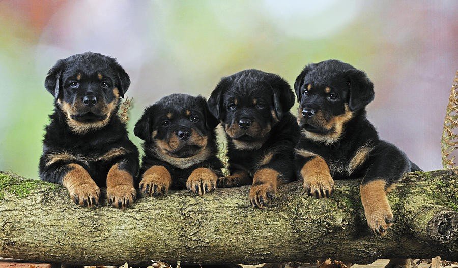 Rottweiler Puppy From Ahmedabad