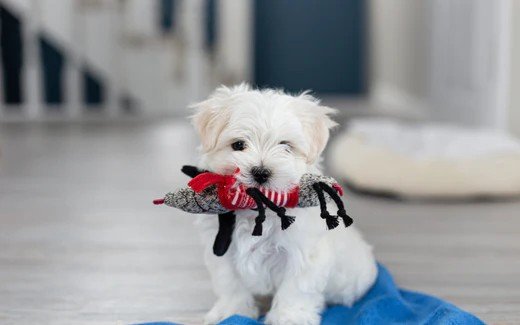 Maltese Puppy From Ahmedabad