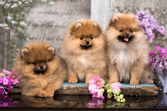 Pomeranian  Puppy From Ahmedabad