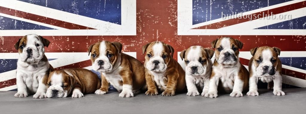 English Bulldog  Puppy From Ahmedabad