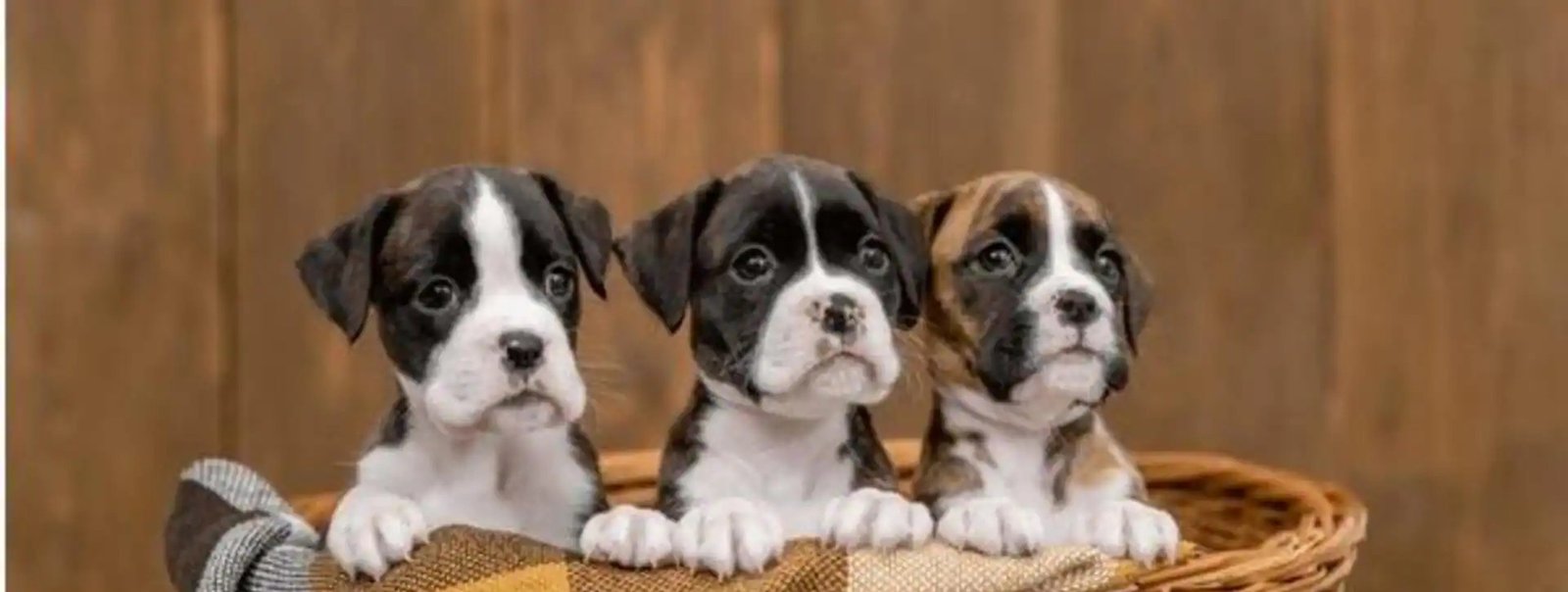 Boxer puppy From Vizag
