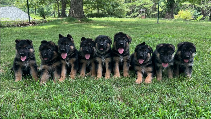 German Shepherd Puppy From Vizag