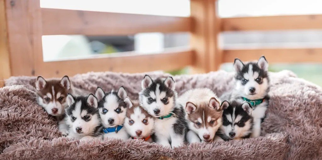 Siberian Husky Puppy From Vizag