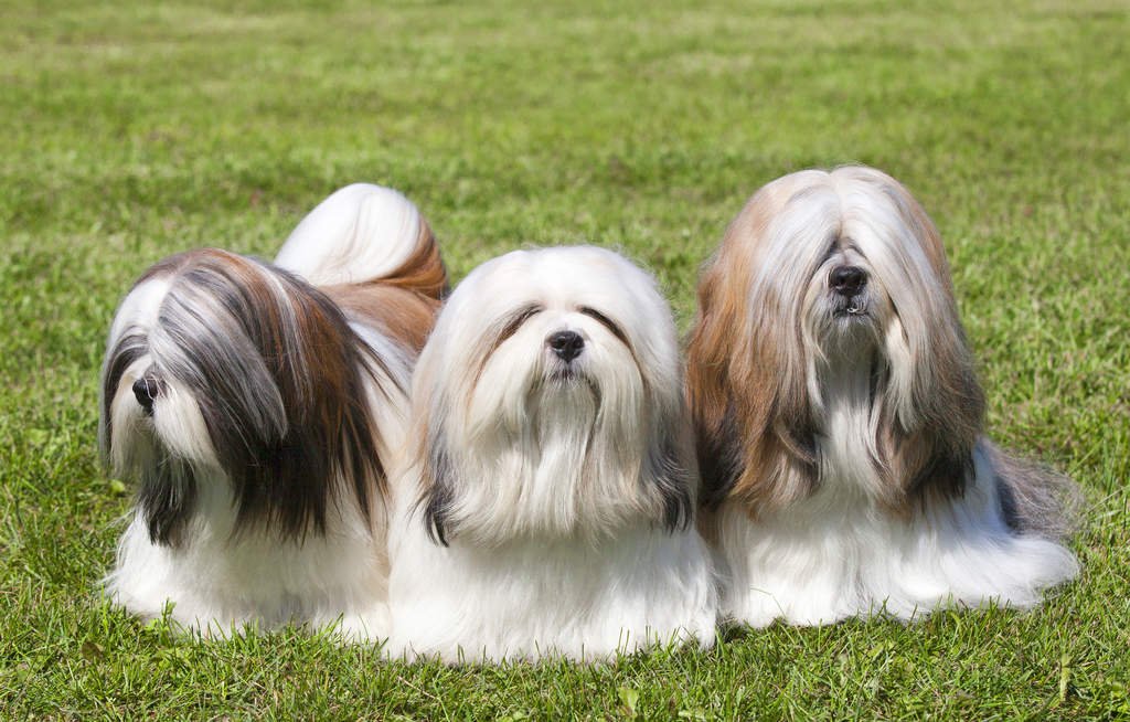 Lhasa Apso Puppy From Vizag