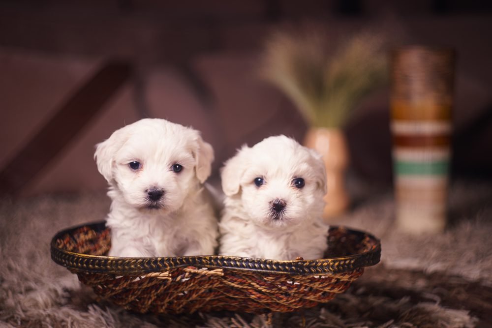 Maltese Puppy From Vizag