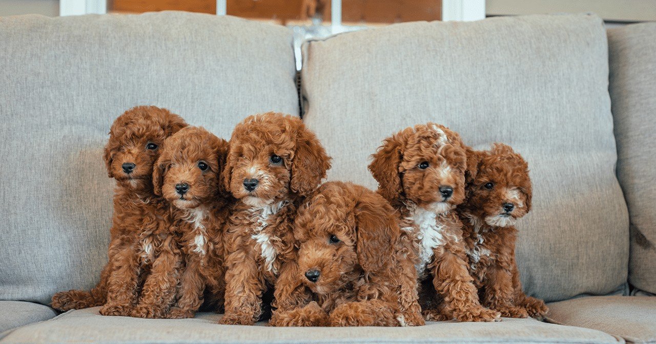 Poodle Puppy From Vizag