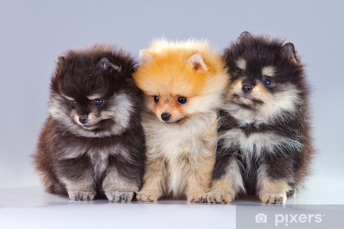 Pomeranian  Puppy From Vizag