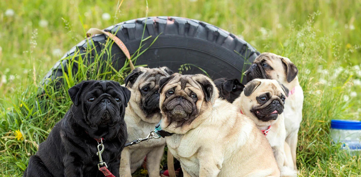 Pug Puppy Form Hyderabad