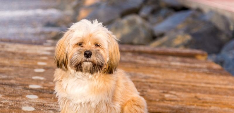 Lhasa Apso puppy from Hyderabad