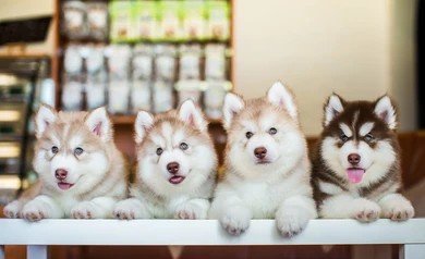 Siberian Husky Puppy From Hyderabad