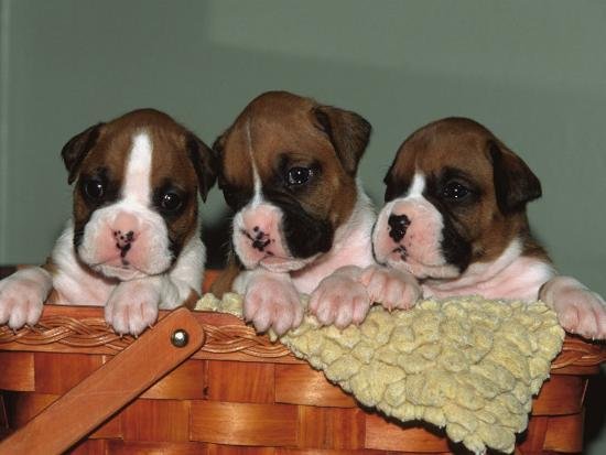 Boxer puppy From Jaipur