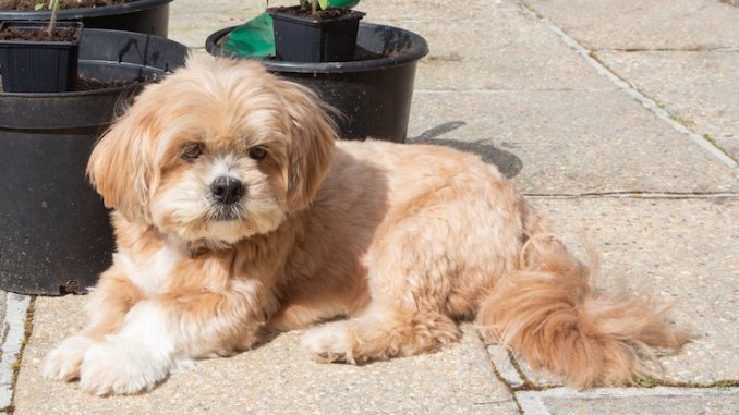 Lhasa Apso puppy from Jaipur