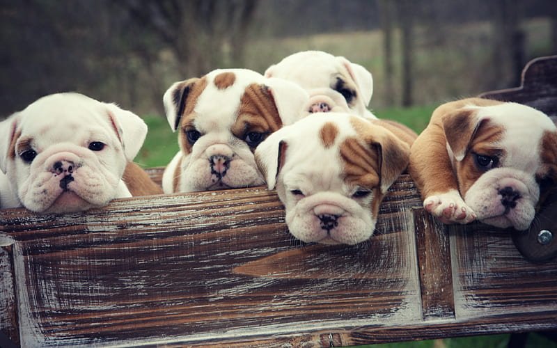 English Bulldog  Puppy From Jaipur
