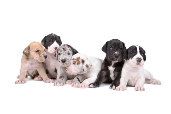 Great Dane Puppy From Jaipur