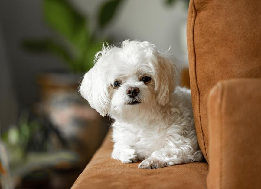 Maltese Puppy From Jaipur