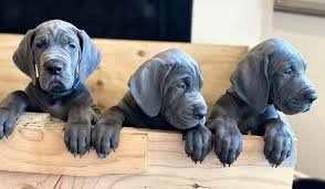 Great Dane Puppy From Goa