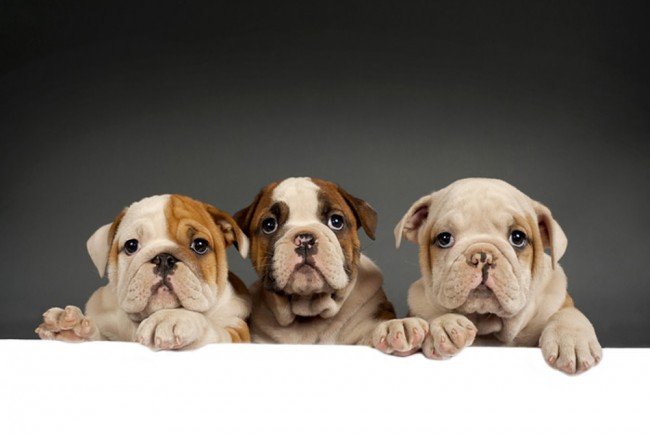 English Bulldog  Puppy From Goa