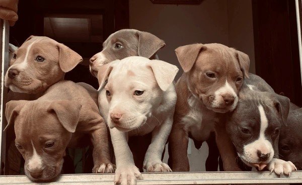 Pitbull Puppy From Goa