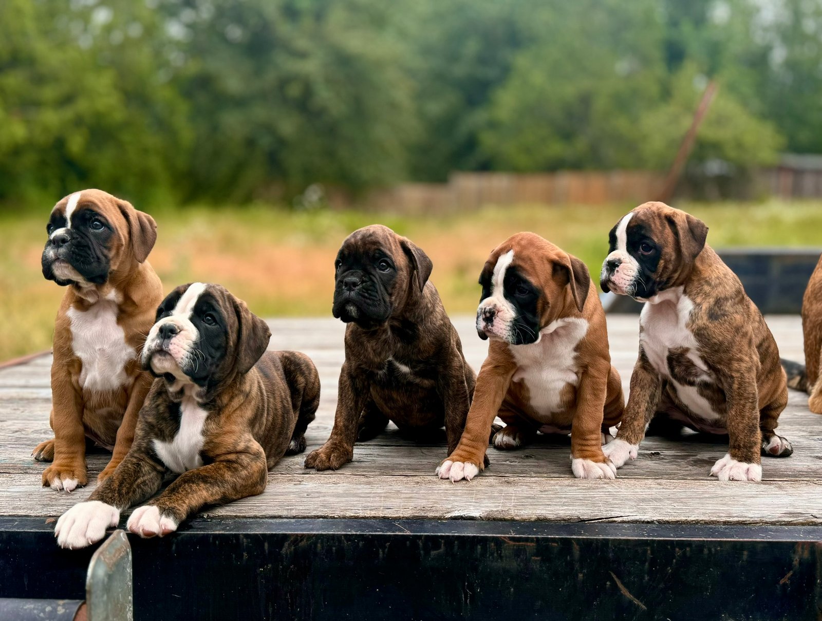 Boxer Puppy From Goa